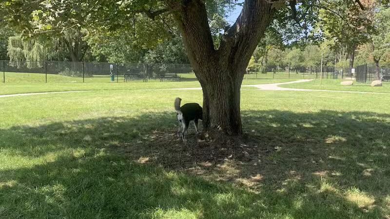 Palmer Dog Park - Detroit, MI