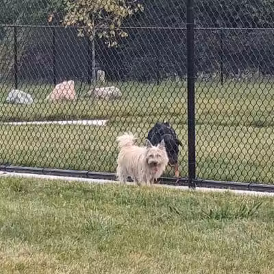 Palmer Dog Park - Detroit, MI