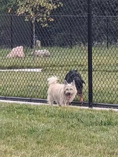 Palmer Dog Park - Detroit, MI