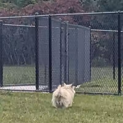 Palmer Dog Park - Detroit, MI