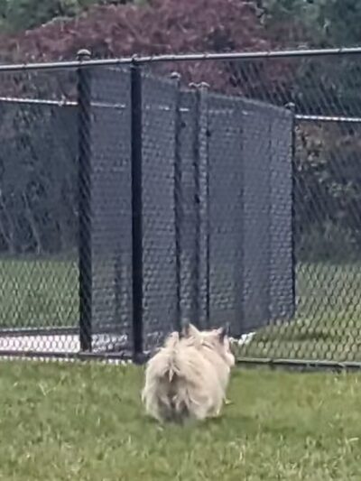 Palmer Dog Park - Detroit, MI