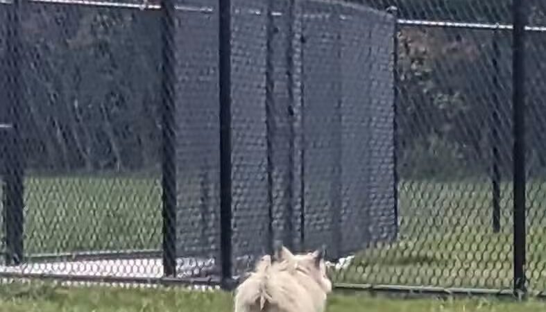 Palmer Dog Park - Detroit, MI