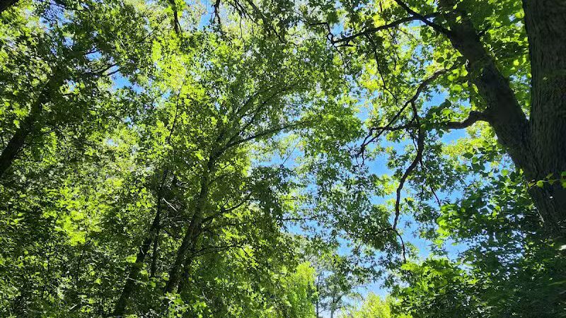 Palmer Park - Detroit,