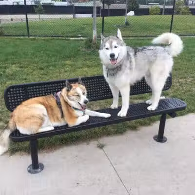 Riverside Dog Park - Detroit,