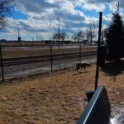 Riverside Dog Park - Detroit,