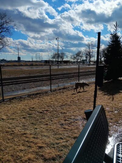Riverside Dog Park - Detroit,
