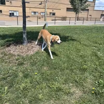 Riverside Dog Park - Detroit,
