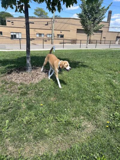 Riverside Dog Park - Detroit,