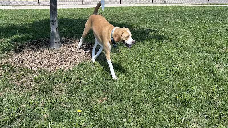 Riverside Dog Park - Detroit,