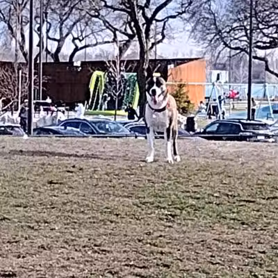 Riverside Dog Park - Detroit,