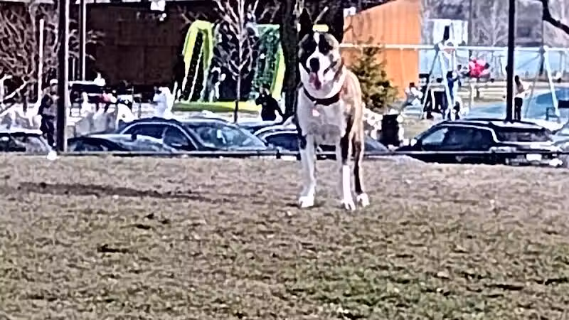 Riverside Dog Park - Detroit,