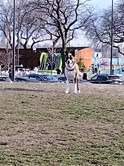 Riverside Dog Park - Detroit,