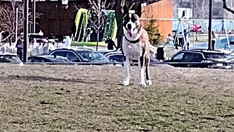 Riverside Dog Park - Detroit,