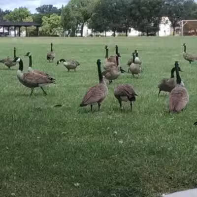 Romanowski Park - Detroit,