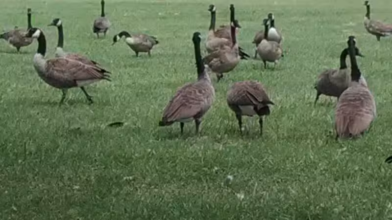 Romanowski Park - Detroit,