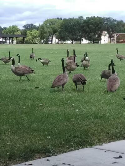 Romanowski Park - Detroit,
