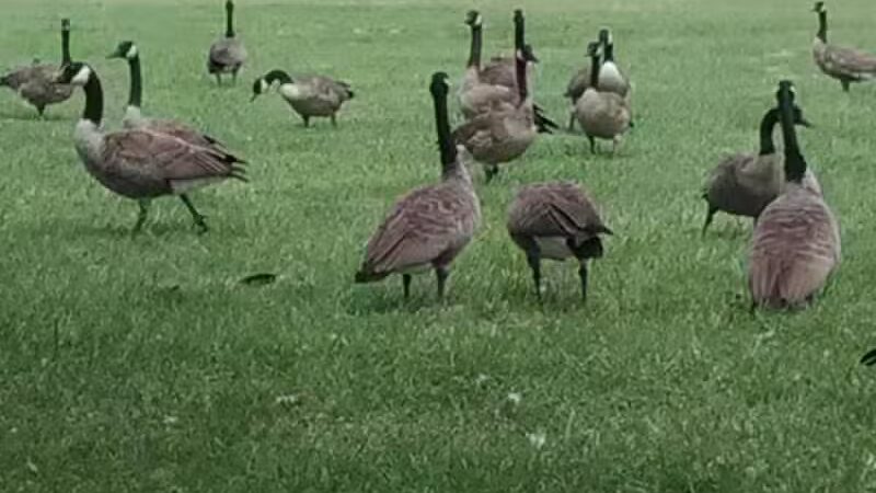 Romanowski Park - Detroit,