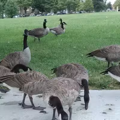 Romanowski Park - Detroit,