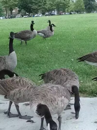 Romanowski Park - Detroit,