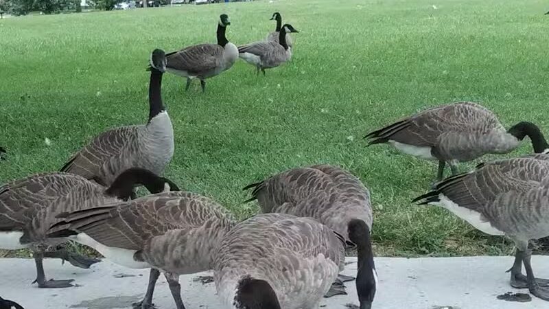 Romanowski Park - Detroit,