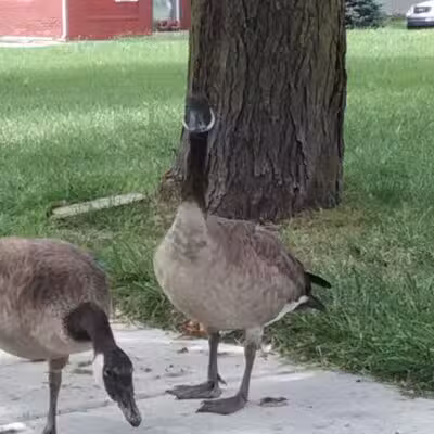 Romanowski Park - Detroit,