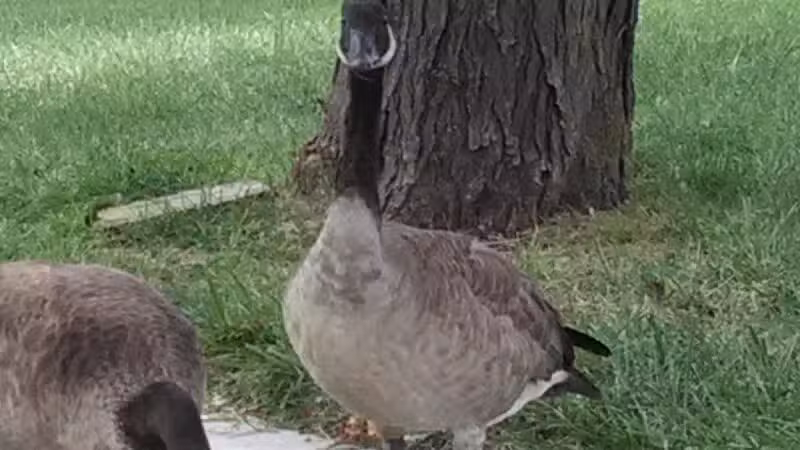 Romanowski Park - Detroit,