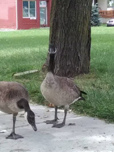 Romanowski Park - Detroit,