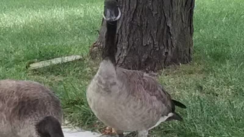 Romanowski Park - Detroit,