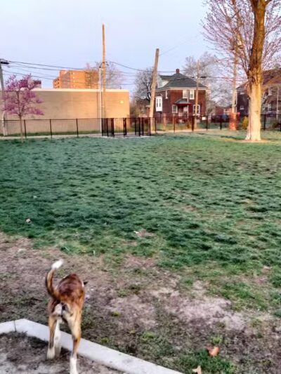 Rose Dog Park - Detroit,