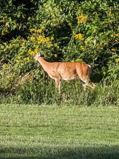 Rouge Park - Detroit,