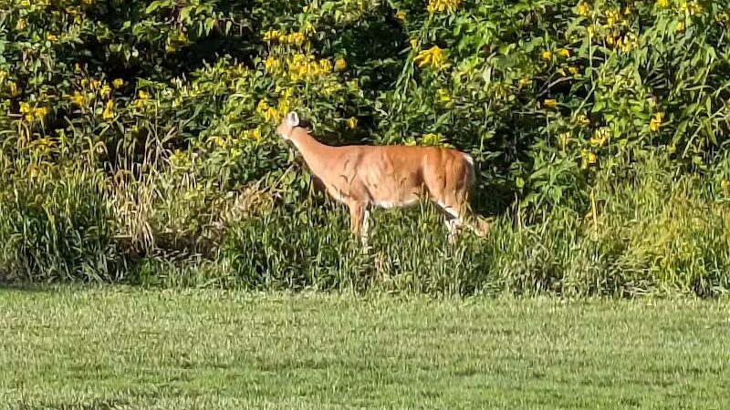 Rouge Park - Detroit,