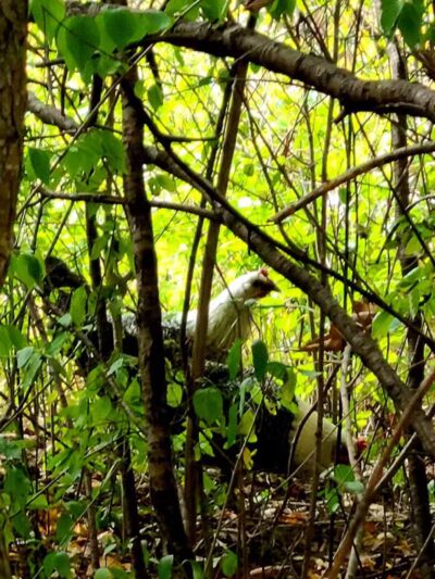 Rouge Park - Detroit,