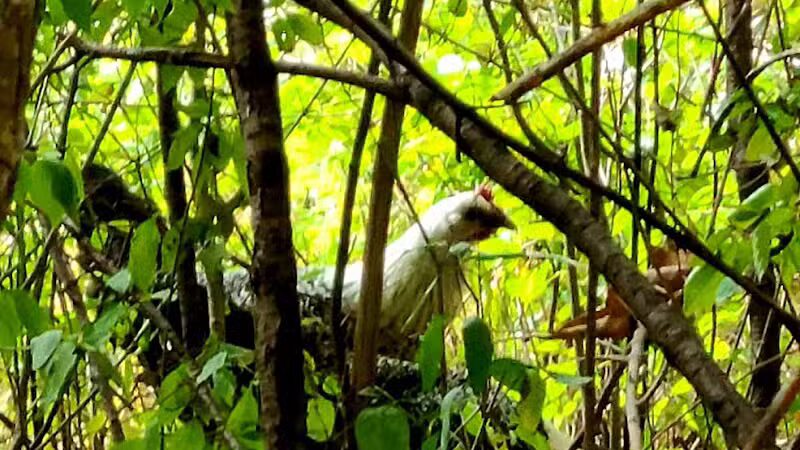 Rouge Park - Detroit,