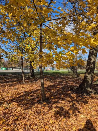 Stoepel Park - Detroit,