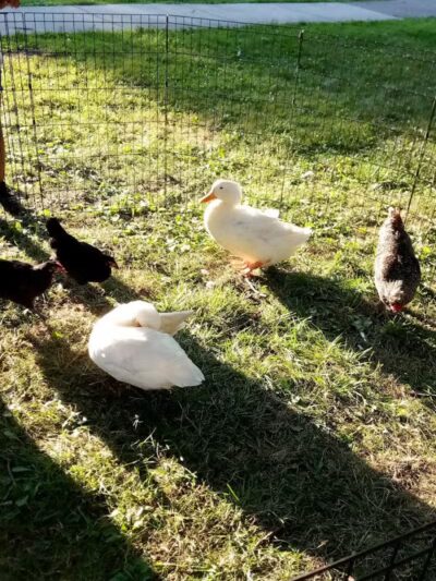 Stoepel Park - Detroit,