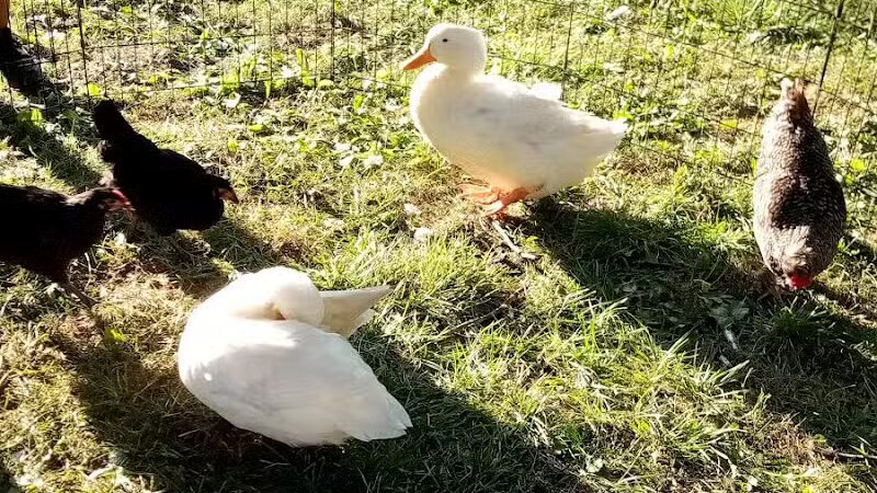 Stoepel Park - Detroit,