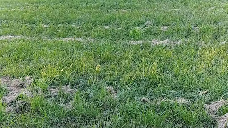 Stoepel Park Number 2 - Detroit,