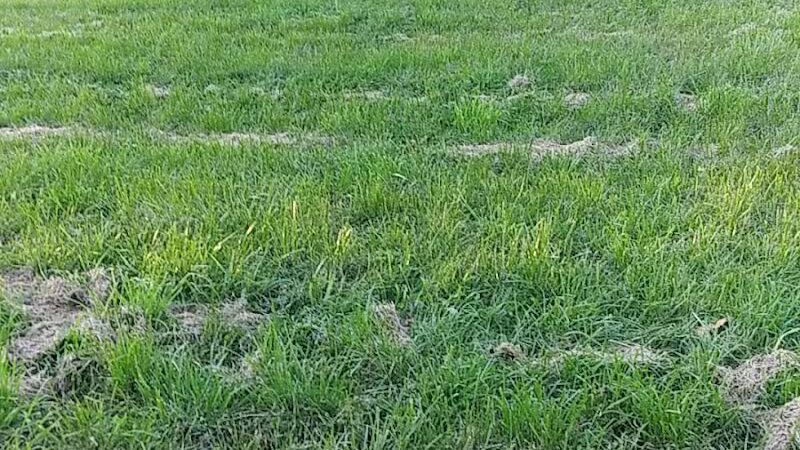 Stoepel Park Number 2 - Detroit,