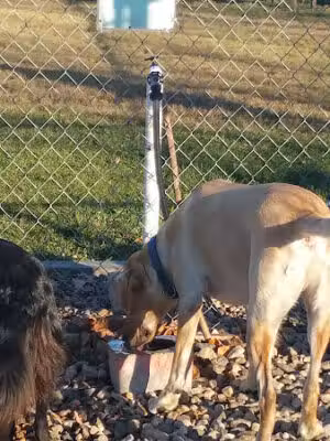 Ruger Dog Park - Devils Lake, ND