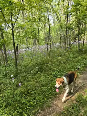 Padgett Dog Park - DeWitt,