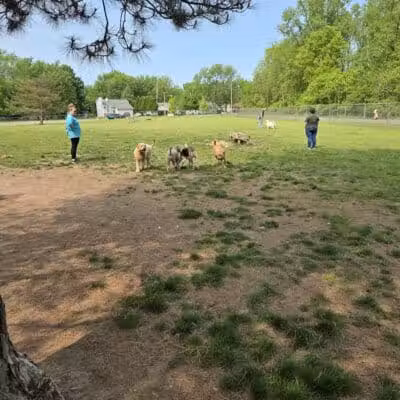 Padgett Dog Park - DeWitt,