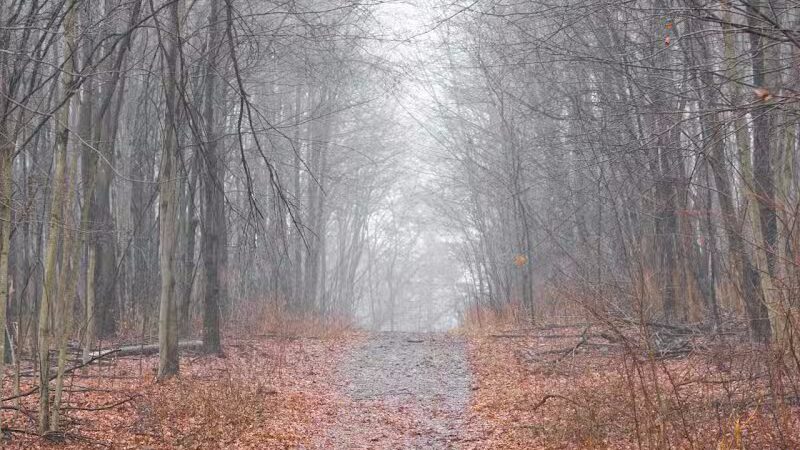 Padgett Dog Park - DeWitt,