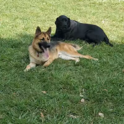 Padgett Dog Park - DeWitt,