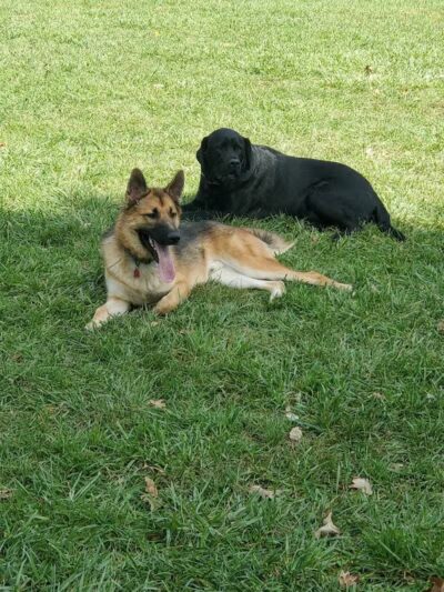 Padgett Dog Park - DeWitt,