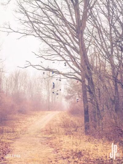 Padgett Dog Park - DeWitt,