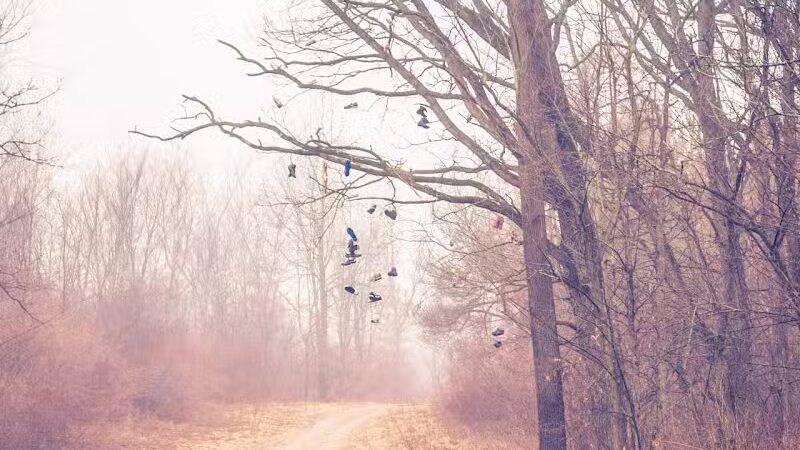 Padgett Dog Park - DeWitt,