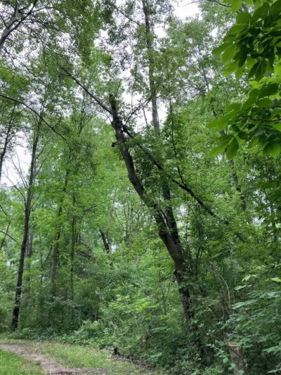 Padgett Dog Park - DeWitt,