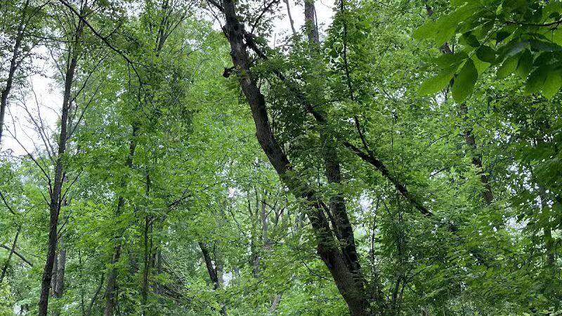 Padgett Dog Park - DeWitt,