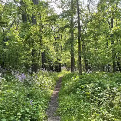 Padgett Park Natural Area (DeWitt Charter Township) - DeWitt,
