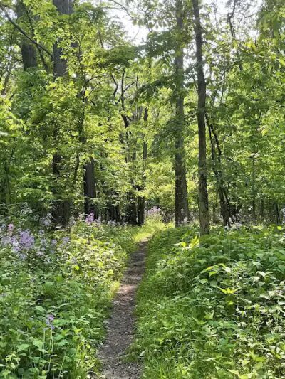 Padgett Park Natural Area (DeWitt Charter Township) - DeWitt,